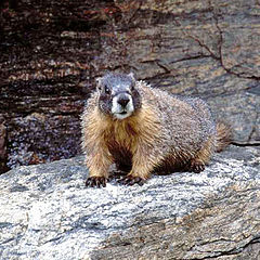 фото "Marmot"