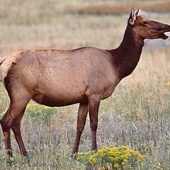 photo "Elk1"