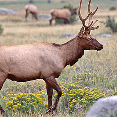 фото "Elk4"