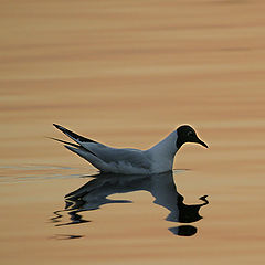 photo "Sad seagull"