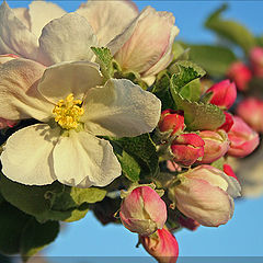 фото "Apple bloom"