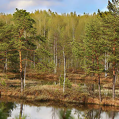 photo "Spring wood"