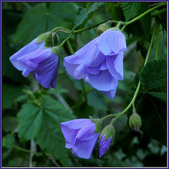 фото "abutilon wild forest"