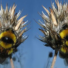 фото "Doble Team"