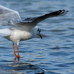 photo "Ballet"