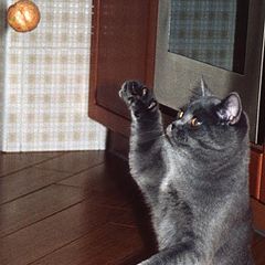 фото "Кот волейболист...Cat the volleyball player"