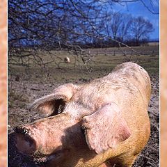 photo "oink , oink..."