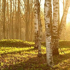 photo "The sun in a wood"