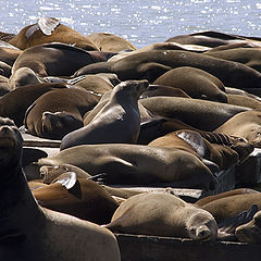 фото "seals on wharf"