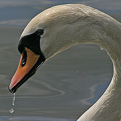 photo "Swan"