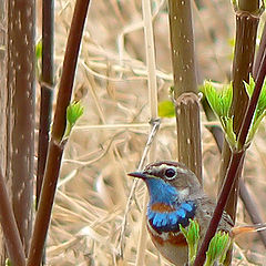 photo "Bluethroat"