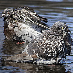 photo "wet pigeons"