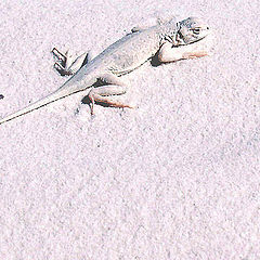 photo "Bleached Earless Lizard"