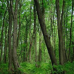 photo "Fantastic forest"