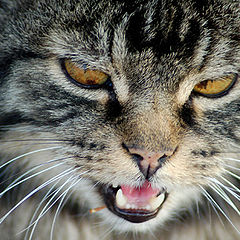 photo "Angry"