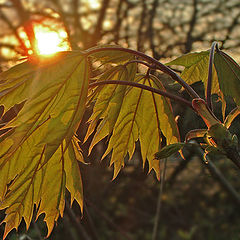 photo "The sun comes :-("