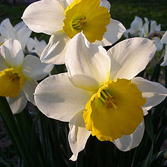photo "Spring"