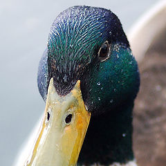 photo "Duck's Face"