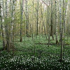 photo "spring forest"