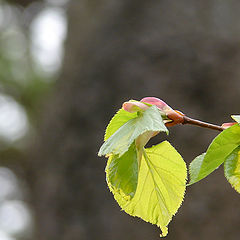 photo "Labels of spring #4"