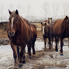 фото "Horses"