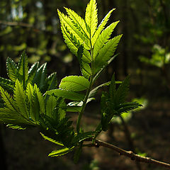 photo "Morning light."