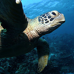 photo "Under turtle's wing"