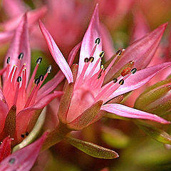 photo "Blossoming moss"