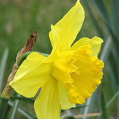 photo "Flower with a crown gold"