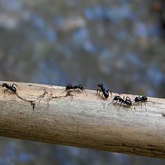 фото "ants on a bridge"