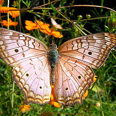 photo "Butterfly :)"