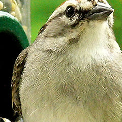 фото "Chipping Sparrow"