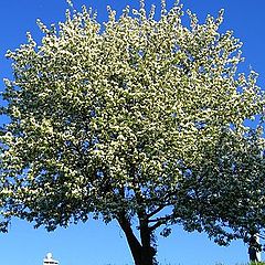 photo "Flowering tree"