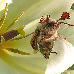 фото "Mayday...Mayday"