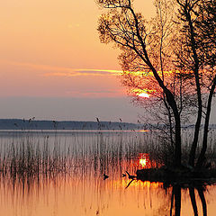 photo "Graceful evening"