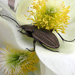 photo "Bronze beetle"