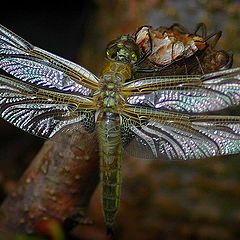 photo "silver wings"