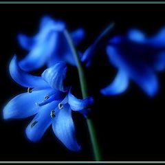 фото "bluebells"