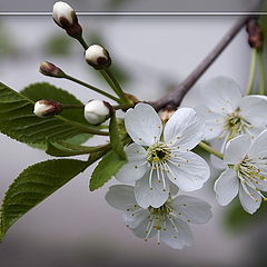 photo "The Cherry Flowers"