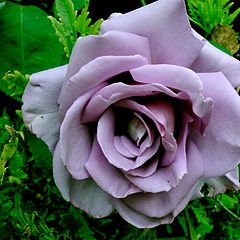 photo "violet rose"