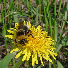 photo "Is tasty!"