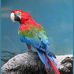 photo "Red-and-green macaw"