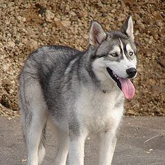 фото "C&#227;o"