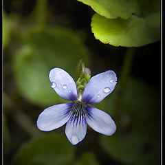 фото "Dog-violet"