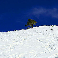 photo "Blue sky-green woods-white snou"