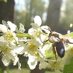 photo "Happy bee"