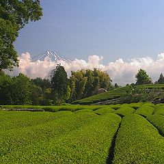 photo "Green Tea"