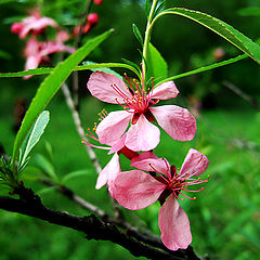 photo "Cherry Flowers"