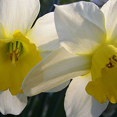 photo "yellow spring"