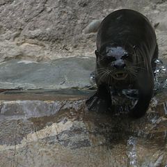 photo "An Otter's Wild Slide"